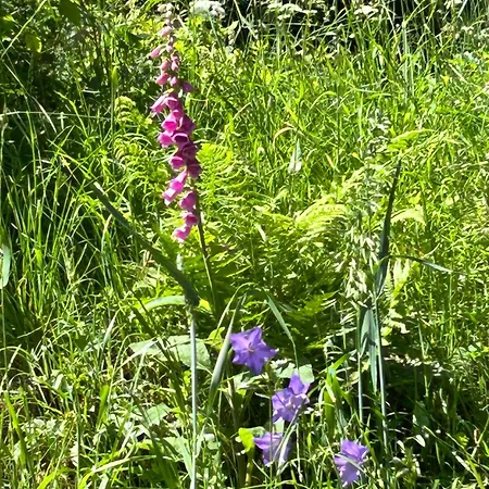 Leberbach * Furth (Hessen)
